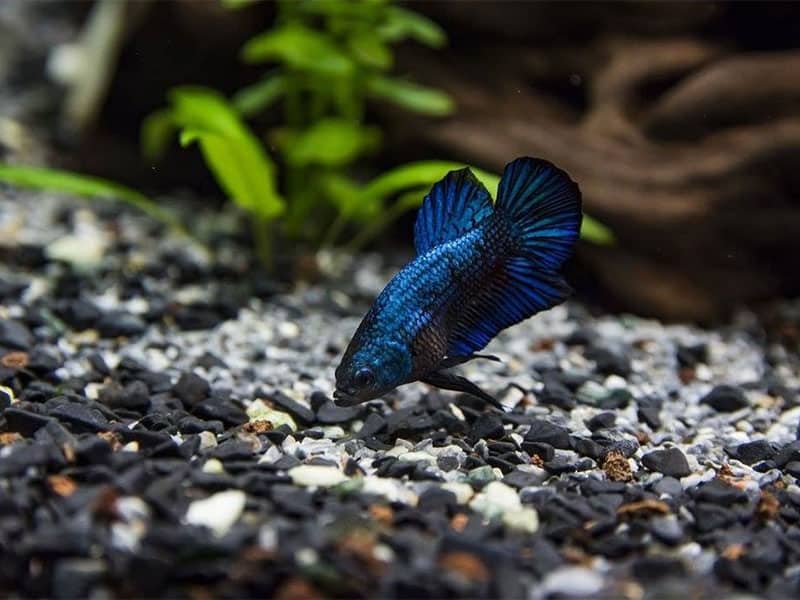 Top 15 Best Betta Fish Foods In 2023 Recommended   Best Betta Fish Food 