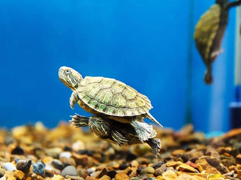 Top 15 Best Filter for Turtle Tanks Reviews 2020 (Recommended)
