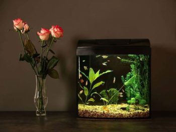 Best fish tanks