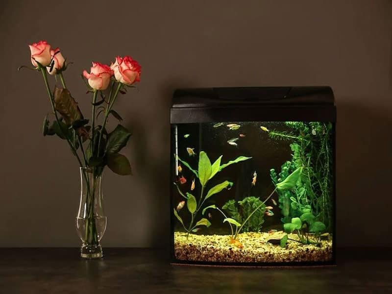 Top 15 Best Fish Tanks Reviews 2023