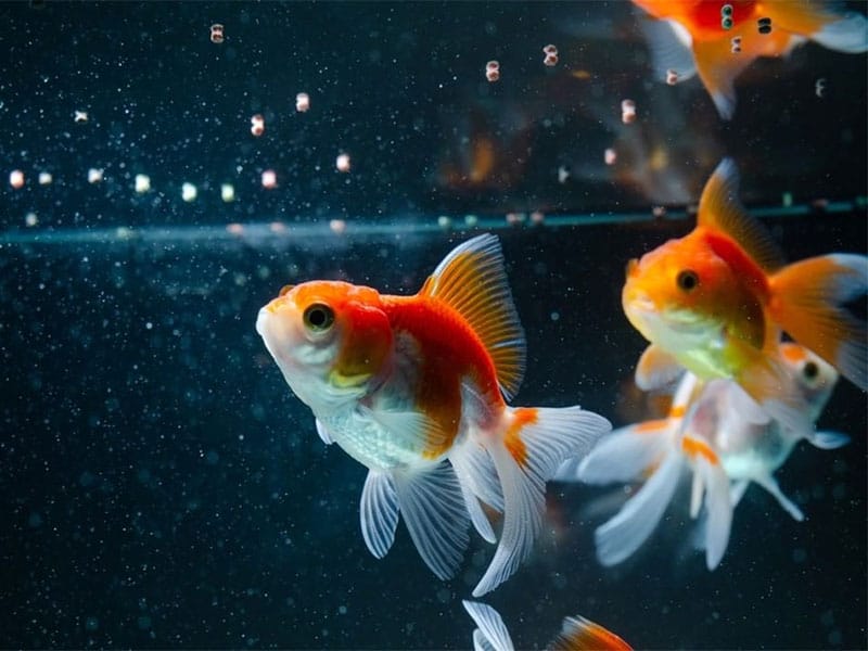 Top 15 Best Goldfish Foods in 2022 (Recommended)