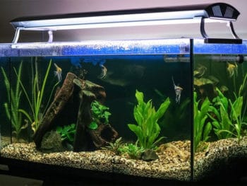 Best LED Aquarium Lighting For Plants