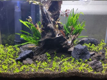 Best Substrate for Planted Tank