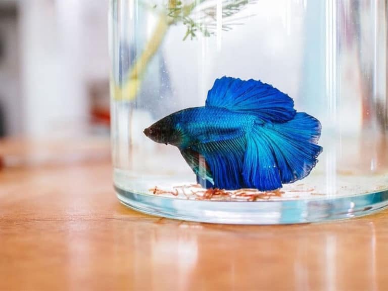 Top 15 Best Betta Fish Foods in 2023