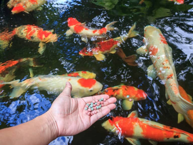 Top 15 Best Koi Food Reviews 2023