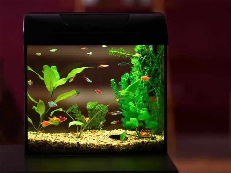 Top 15 Best 5 Gallon Fish Tanks in 2022 (Recommended)