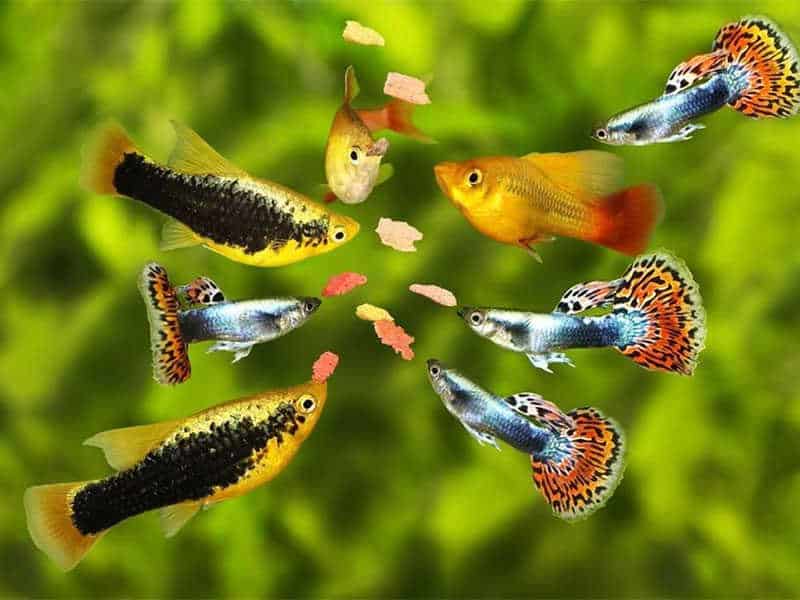 what fish food is best for guppies