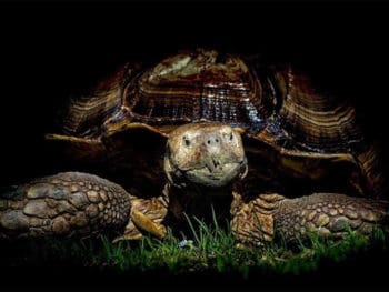 Can Turtles See in The Dark?