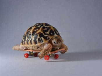 smarturtle