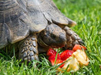 How Long Can a Turtle Go Without Eating