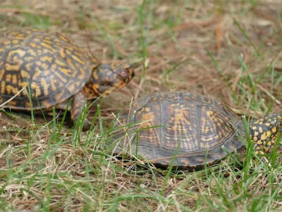 Male box turtles are a tad smaller compared to their female counterparts