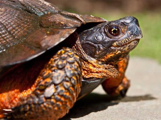 North American Wood Turtle