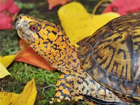 The largest size of box turtle ever recorded is just 7 inches