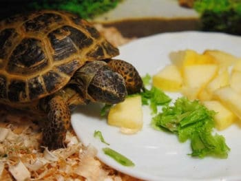 Top 15 Best Turtle Foods in 2023 (Recommended)