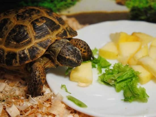 Turtle Eating Fruits