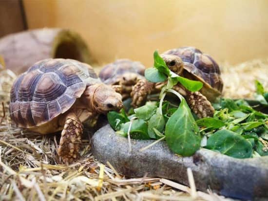 Turtle Eating Vegetables
