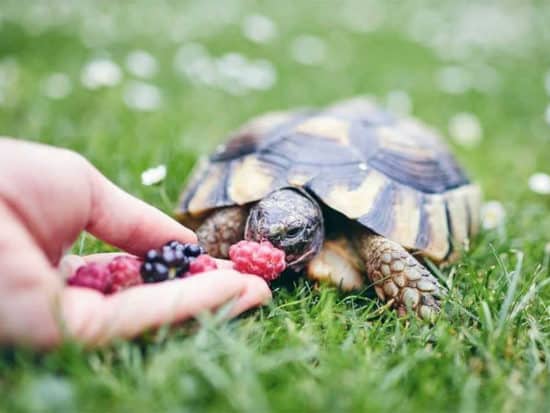 Turtles are omnivores