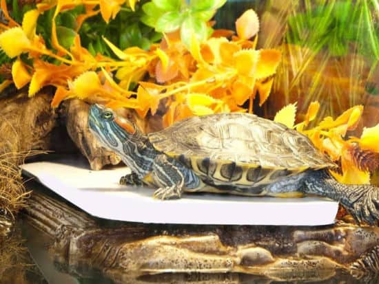 Turtles can live and survive without food for months