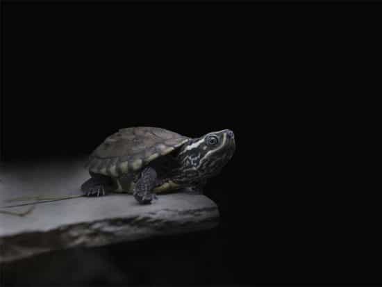Turtles in the Dark