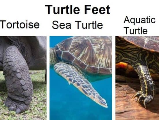 Types of Turtle Feet