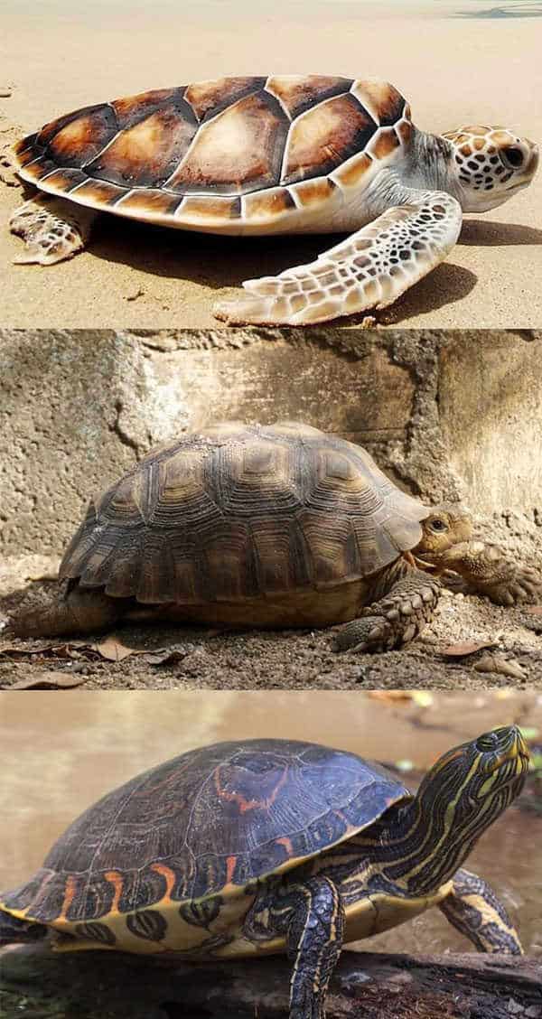 Types of Turtle Shell