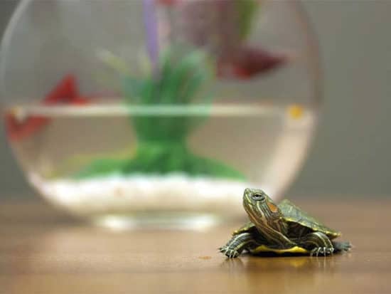 Water is highly essential to the overall health of your turtles