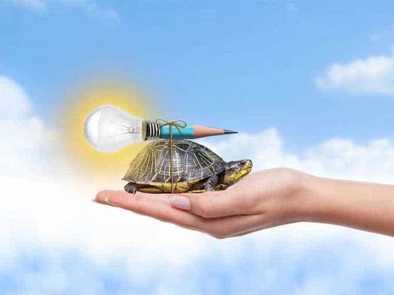 best uvb bulb for turtles