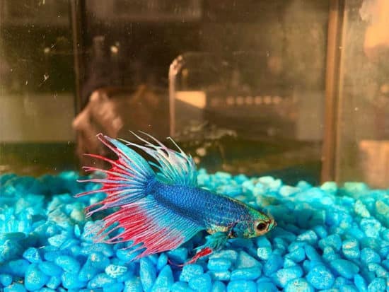 Betta Fish Fin Rot