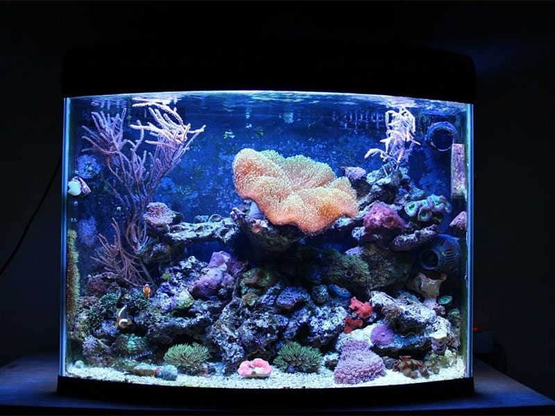 Nano Coral Reef Aquarium