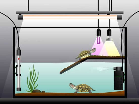 UVB Lights for Turtles